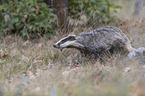 Eurasian badger
