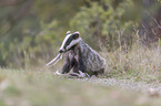 Eurasian badger