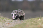Eurasian badger