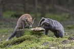 Eurasian badger and red fox