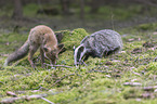 Eurasian badger and red fox