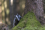 Eurasian badger