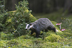 Eurasian badger