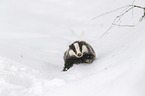 Eurasian badger