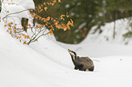 Eurasian badger