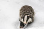 Eurasian badger