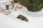 Eurasian badger