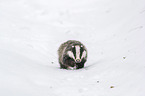 Eurasian badger