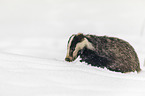 Eurasian badger