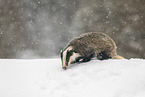 Eurasian badger