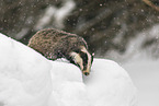 Eurasian badger