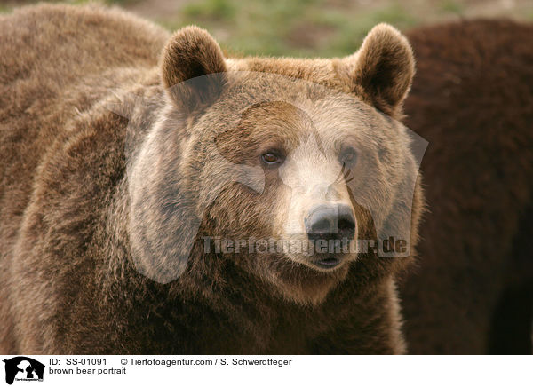 Europischer Braunbr Portrait / brown bear portrait / SS-01091