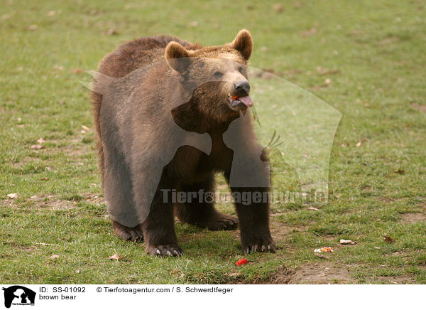 Europischer Braunbr / brown bear / SS-01092