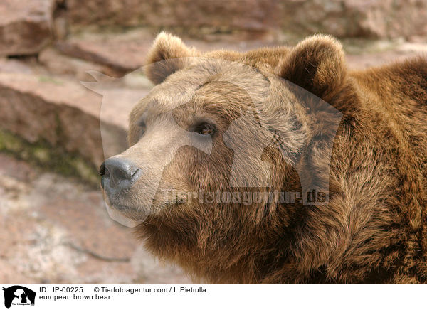 european brown bear / IP-00225