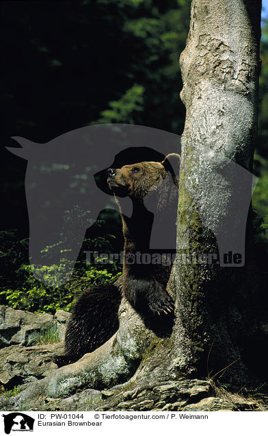 Eurasian Brownbear / PW-01044
