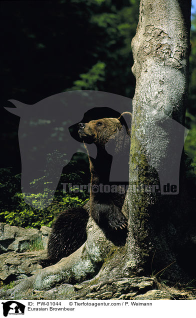 Europischer Braunbr / Eurasian Brownbear / PW-01044