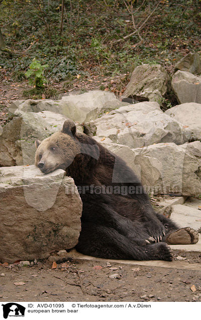 european brown bear / AVD-01095