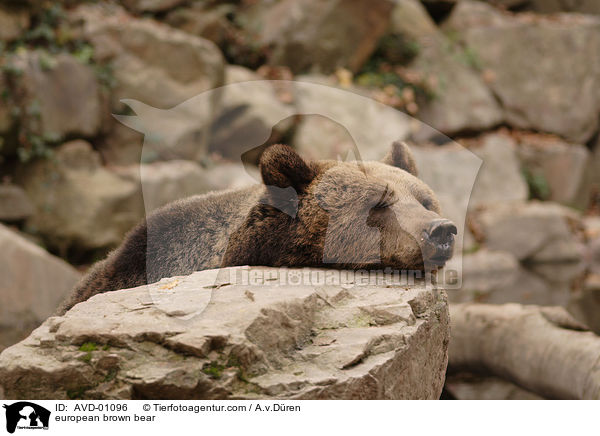 Europischer Braunbr / european brown bear / AVD-01096