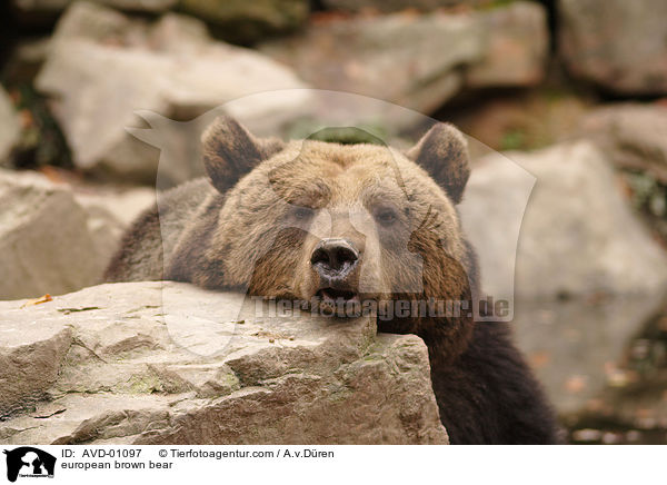 european brown bear / AVD-01097