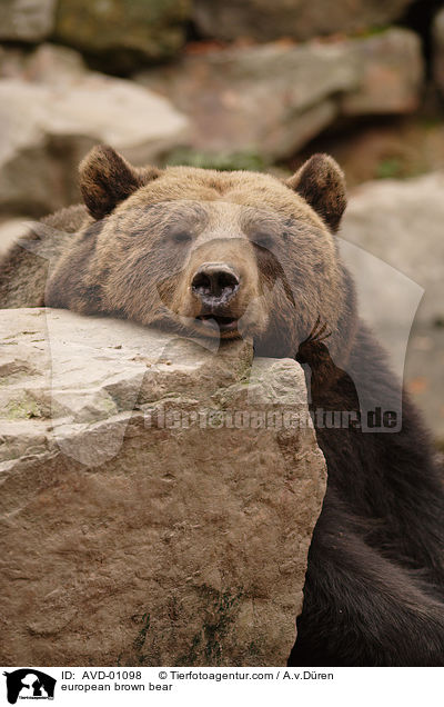 Europischer Braunbr / european brown bear / AVD-01098