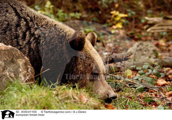 Europischer Braunbr / european brown bear / AVD-01100
