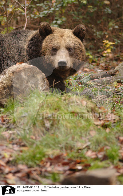 european brown bear / AVD-01101