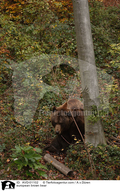 Europischer Braunbr / european brown bear / AVD-01102