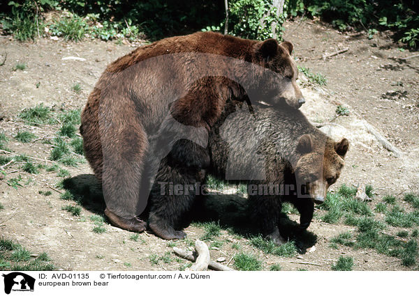 european brown bear / AVD-01135