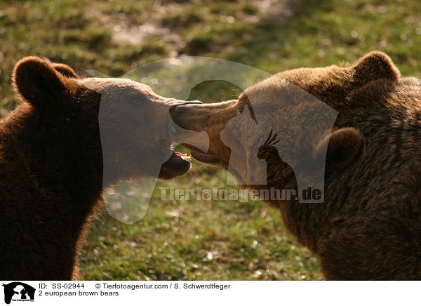 2 Europische Braunbren / 2 european brown bears / SS-02944