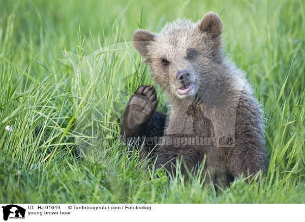 young brown bear / HJ-01649