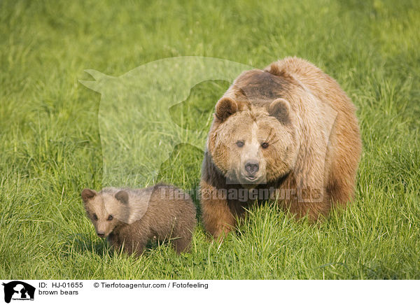 Europische Braunbren / brown bears / HJ-01655