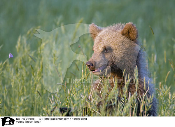 junger Europischer Braunbr / young brown bear / HJ-01656
