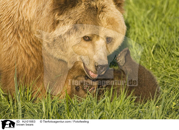 Europische Braunbren / brown bears / HJ-01663