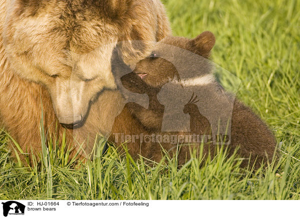 Europische Braunbren / brown bears / HJ-01664