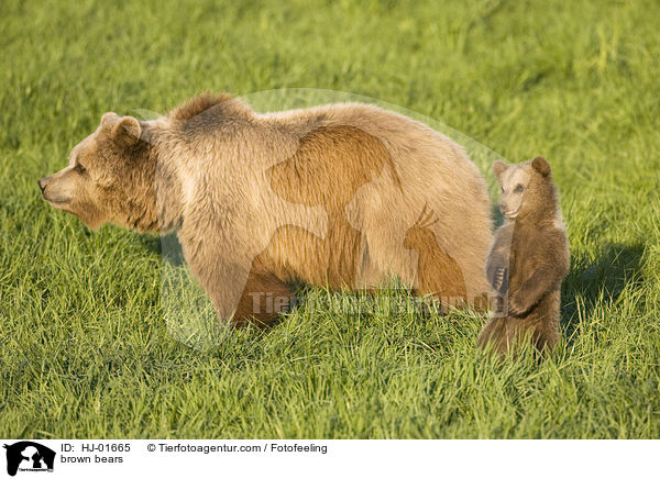 Europische Braunbren / brown bears / HJ-01665