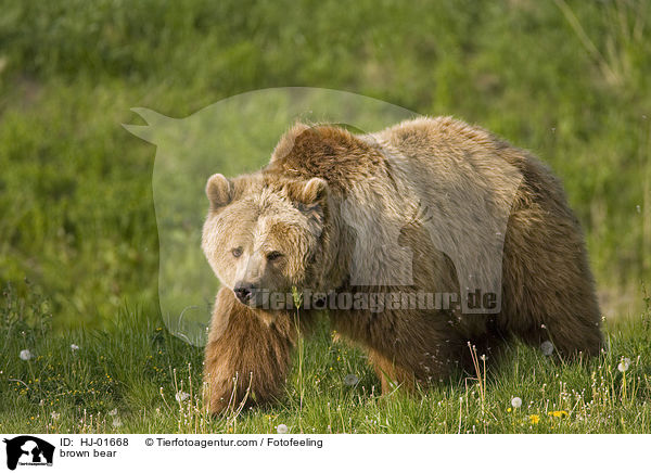 Europischer Braunbr / brown bear / HJ-01668