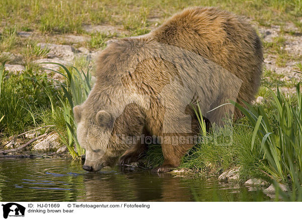 trinkender Europischer Braunbr / drinking brown bear / HJ-01669