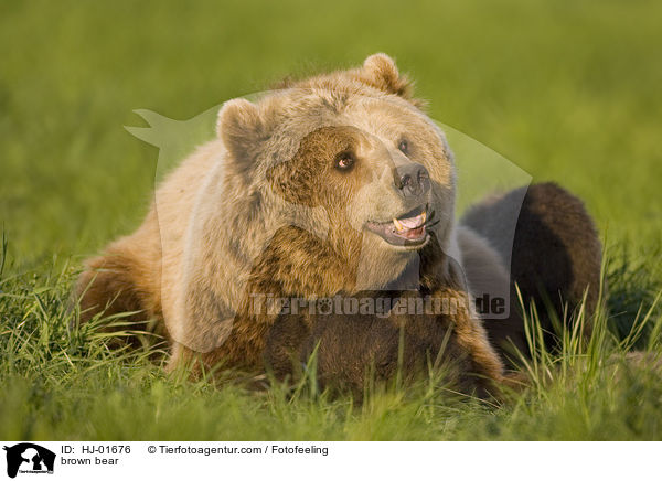 Europischer Braunbr / brown bear / HJ-01676