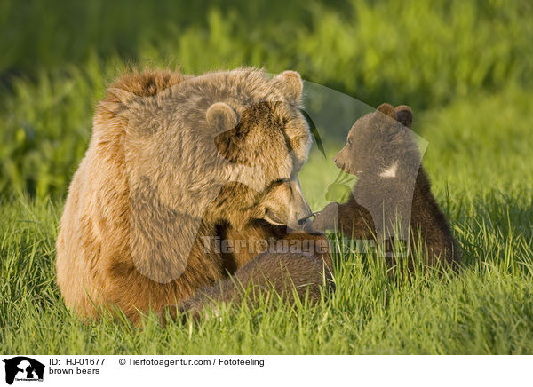 Europische Braunbren / brown bears / HJ-01677