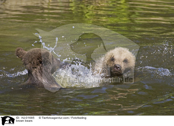 Europische Braunbren / brown bears / HJ-01685