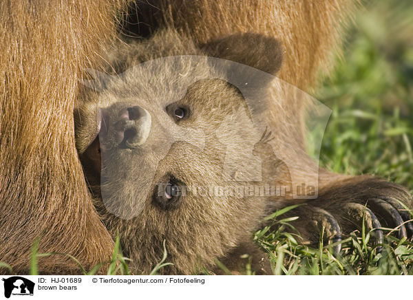Europische Braunbren / brown bears / HJ-01689