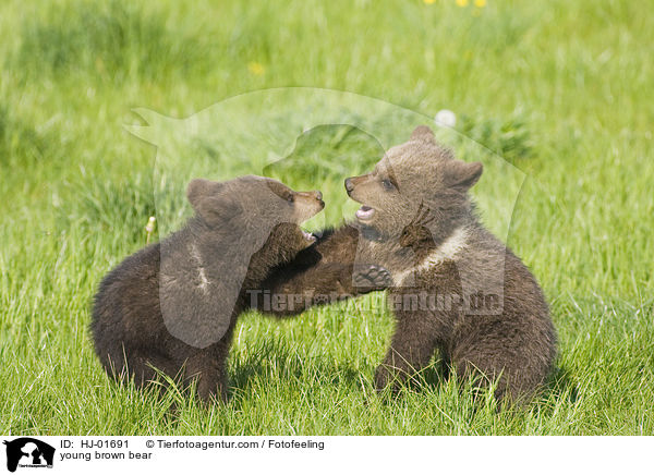 young brown bear / HJ-01691