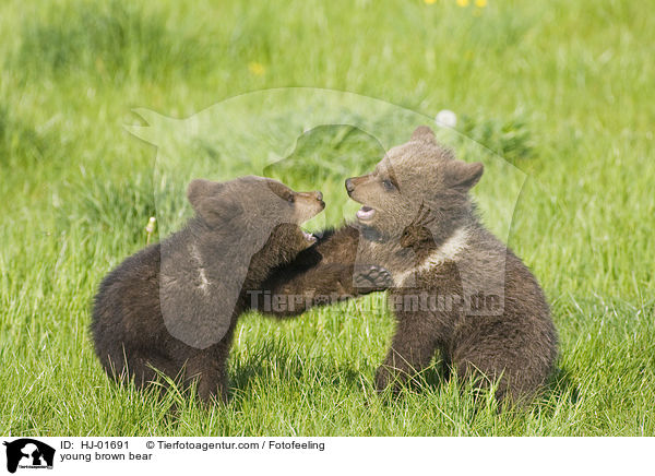 junger Europischer Braunbr / young brown bear / HJ-01691