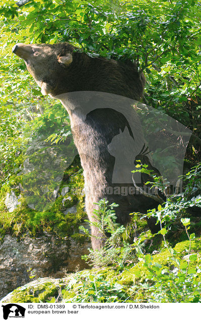 european brown bear / DMS-01389