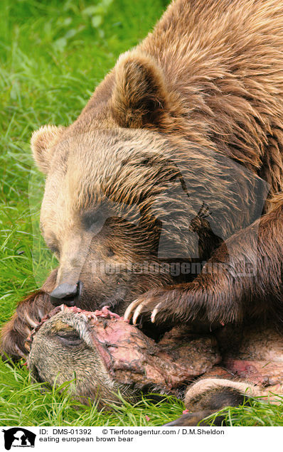 fressender Europischer Braunbr / eating european brown bear / DMS-01392