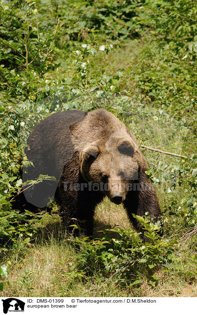 european brown bear / DMS-01399
