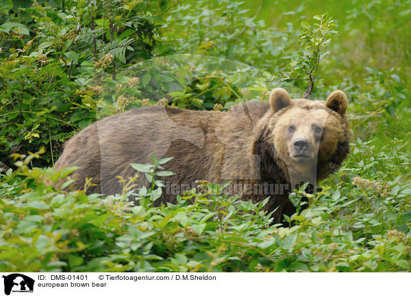 Europischer Braunbr / european brown bear / DMS-01401