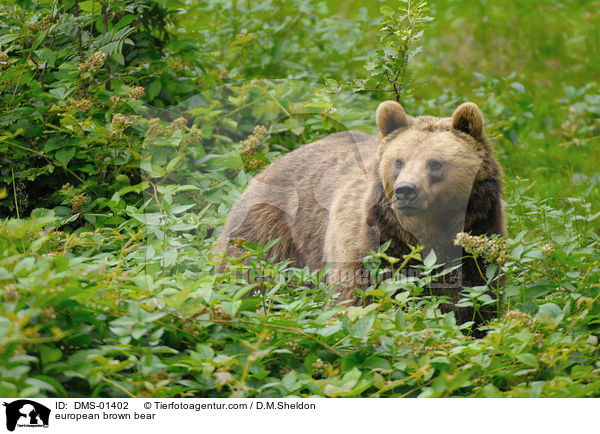 european brown bear / DMS-01402