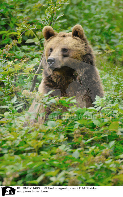 european brown bear / DMS-01403