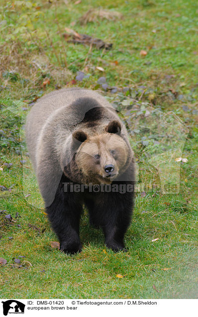 Europischer Braunbr / european brown bear / DMS-01420